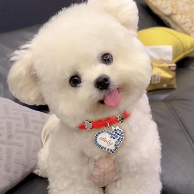 Heart Pet Tag & Collar Anti-Lost